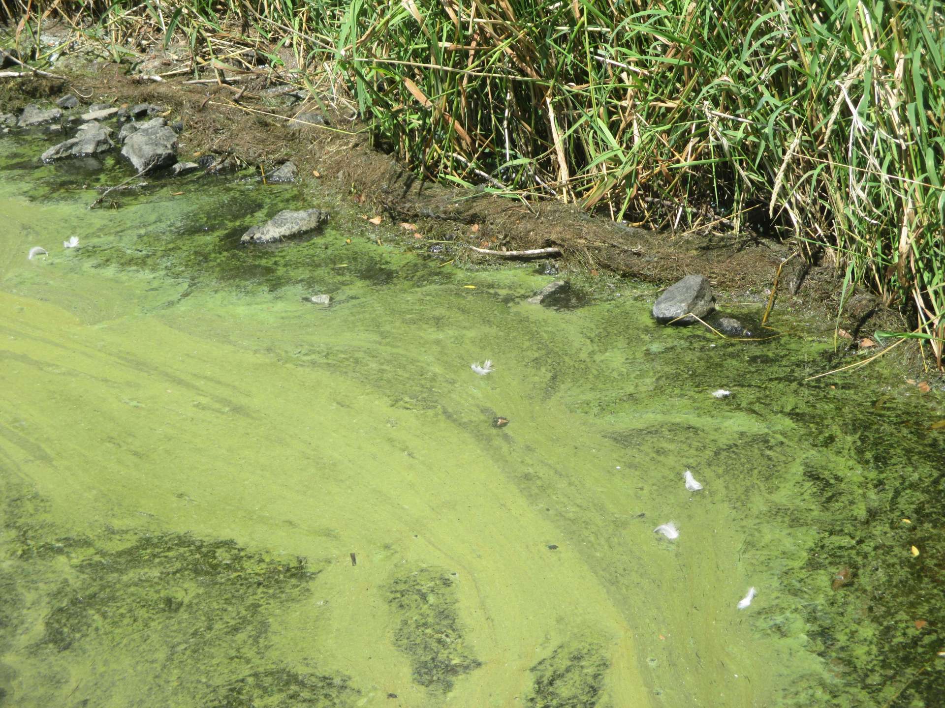 Blaualgen im Wasser im Uferbereich des Aartalsees Blaualgen im Wasser im Uferbereich des Aartalsees