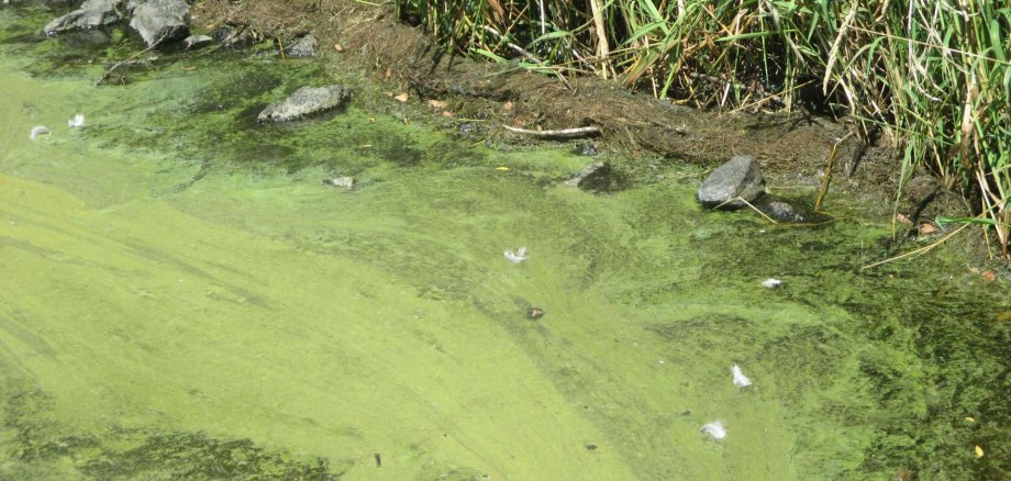 Blaualgen im Wasser im Uferbereich des Aartalsees