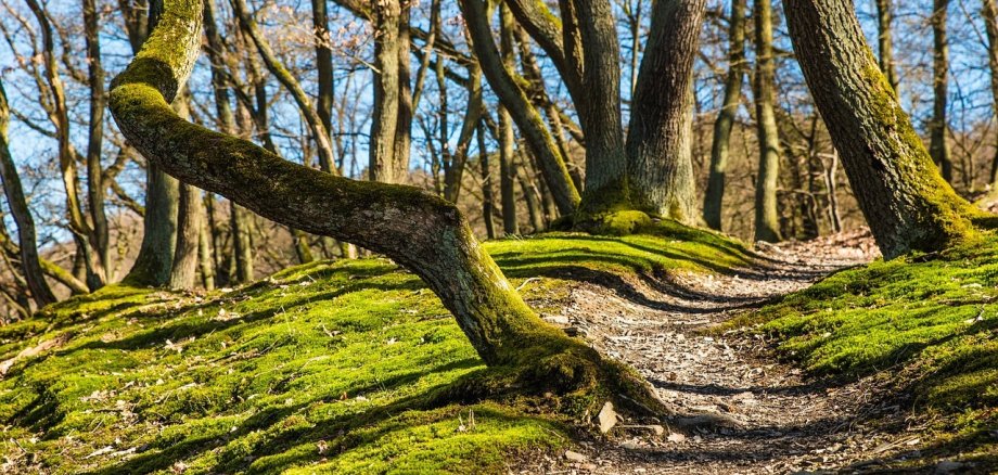 Ein Waldweg führt zwischen Bäumen hindurch