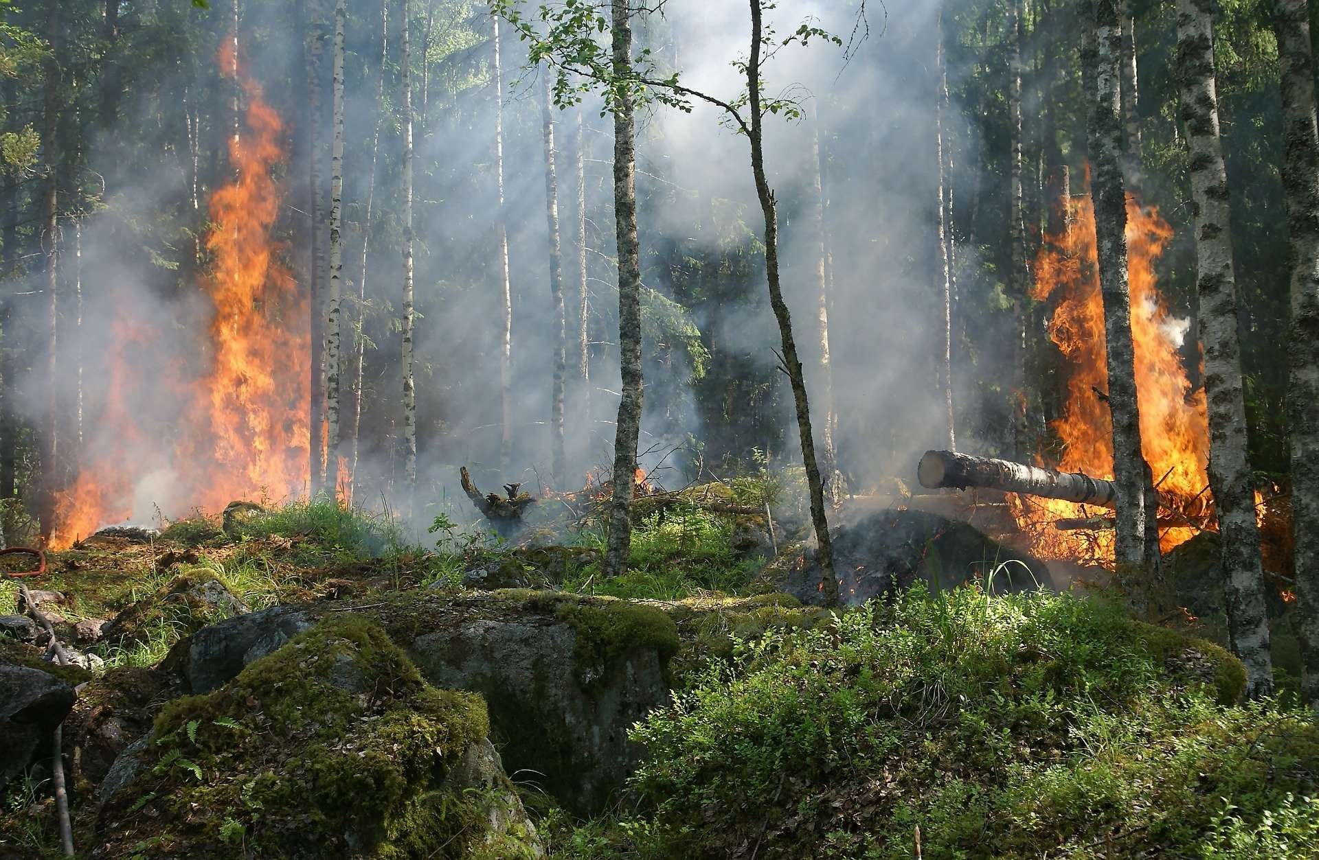 Waldbrand Brennender Wald