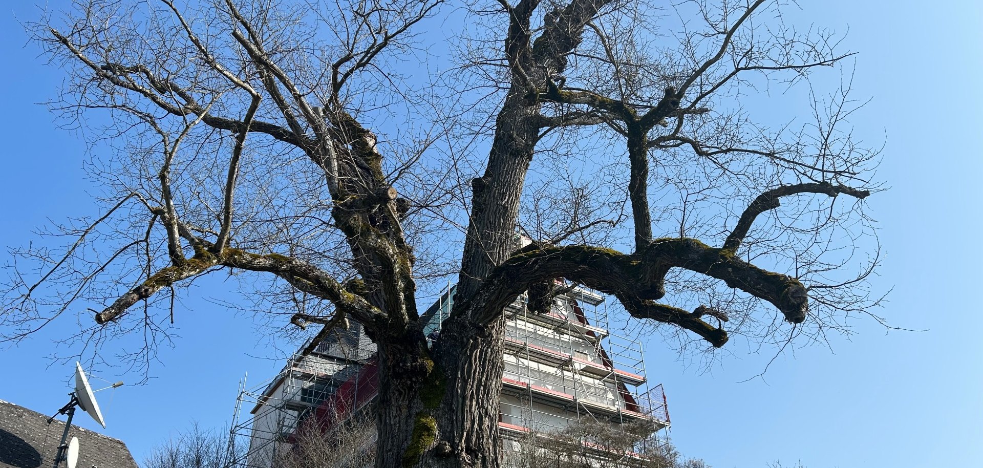 Flatter-Ulme Ehrenmal Niederweidbach