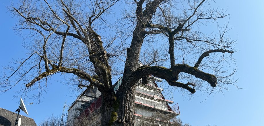 Flatter-Ulme Ehrenmal Niederweidbach