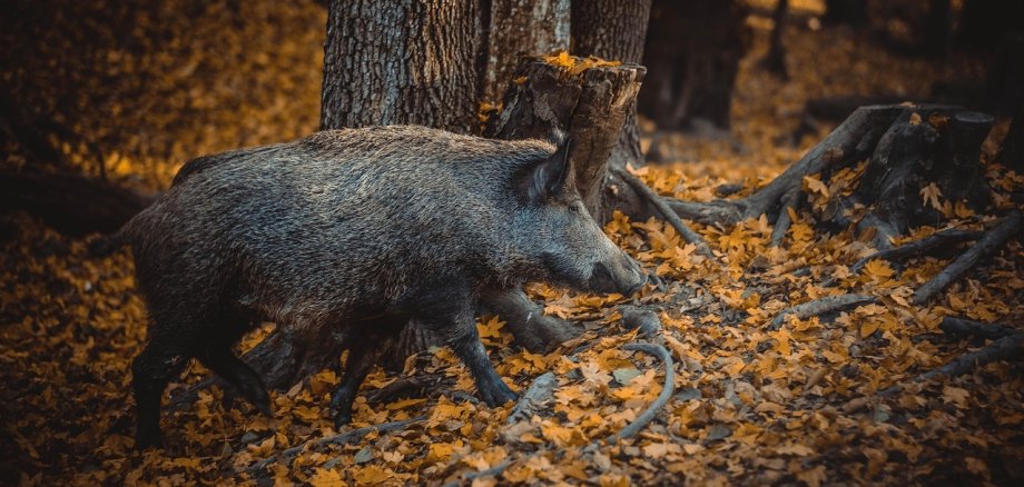 Wildschweine Wildschwein das durch den Wald streift