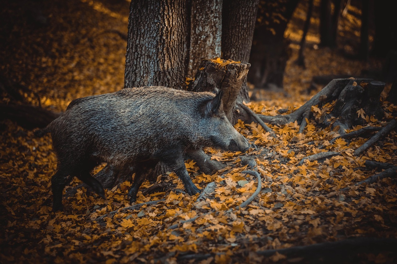 Wildschwein das durch den Wald streift