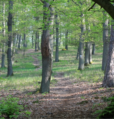 Extratour Panoramaweg Bäume im Wald bei Ortsteil Roßbach