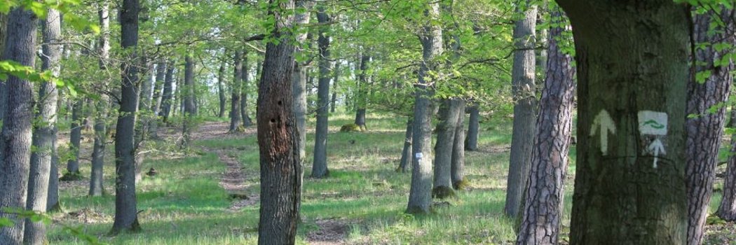 Blick zwischen Bäume in Wald im Ortsteil Roßbach